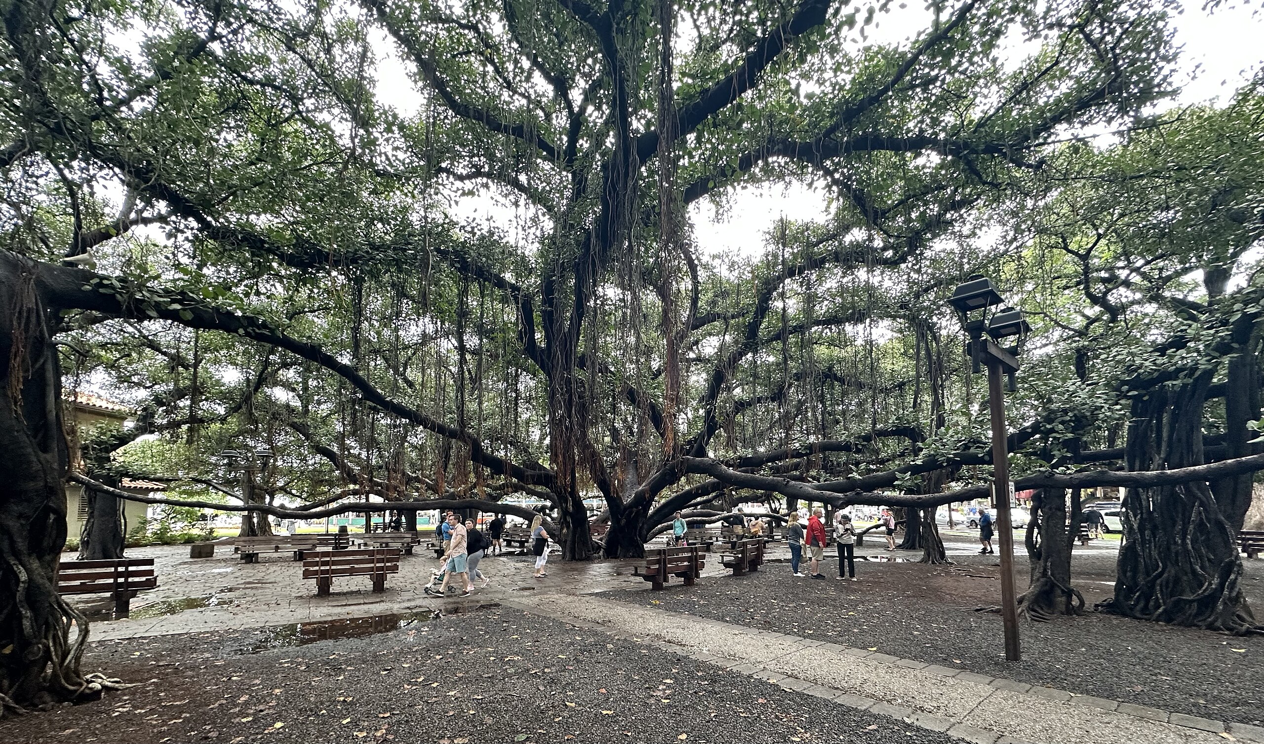 Banyan Tree of Lahaina – Maui, Hawaii, USA