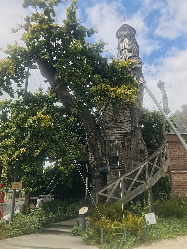 Chêne Chapelle – Allouville-Bellefosse, France