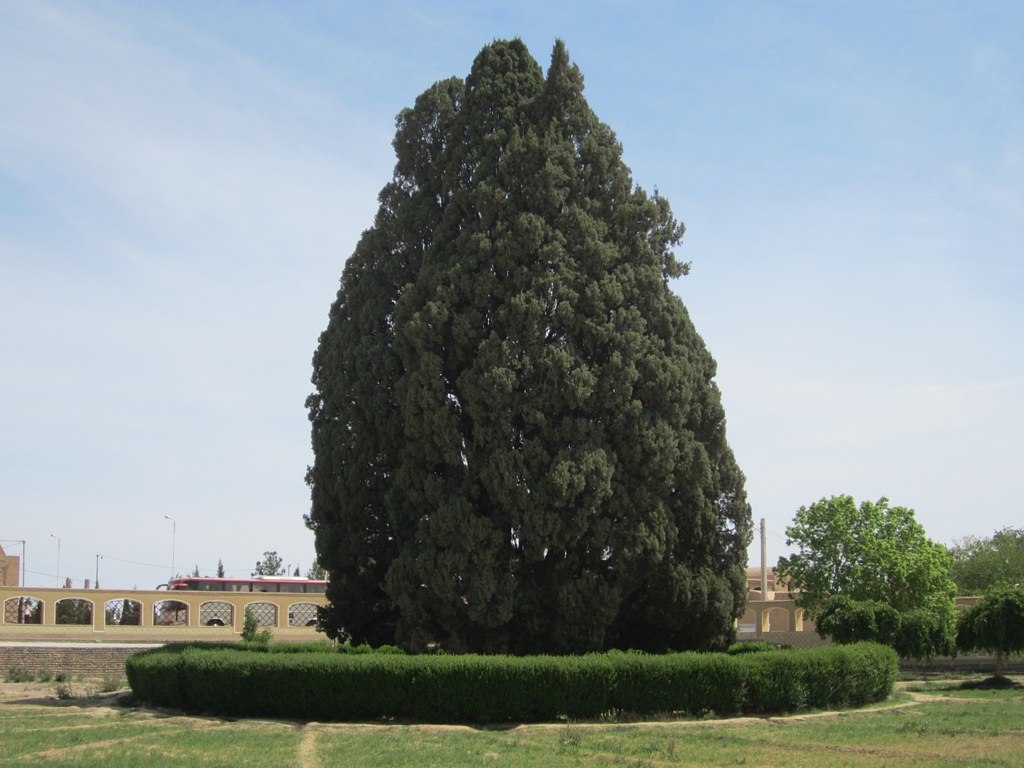 A tall, ancient Persian cypress tree with sprawling branches in a desert landscape, Yazd Province, Iran.