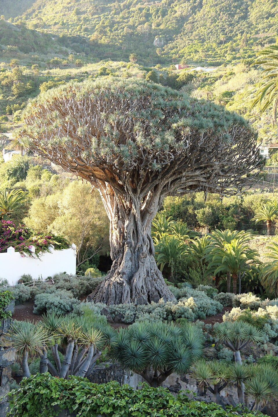 A tall, ancient dragon tree with a thick trunk and sprawling branches in Parque del Drago, Tenerife.