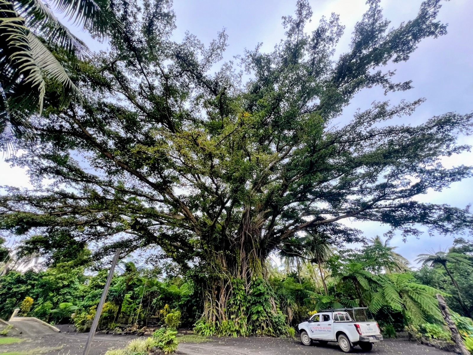 The Eternal Guardian of Tanna