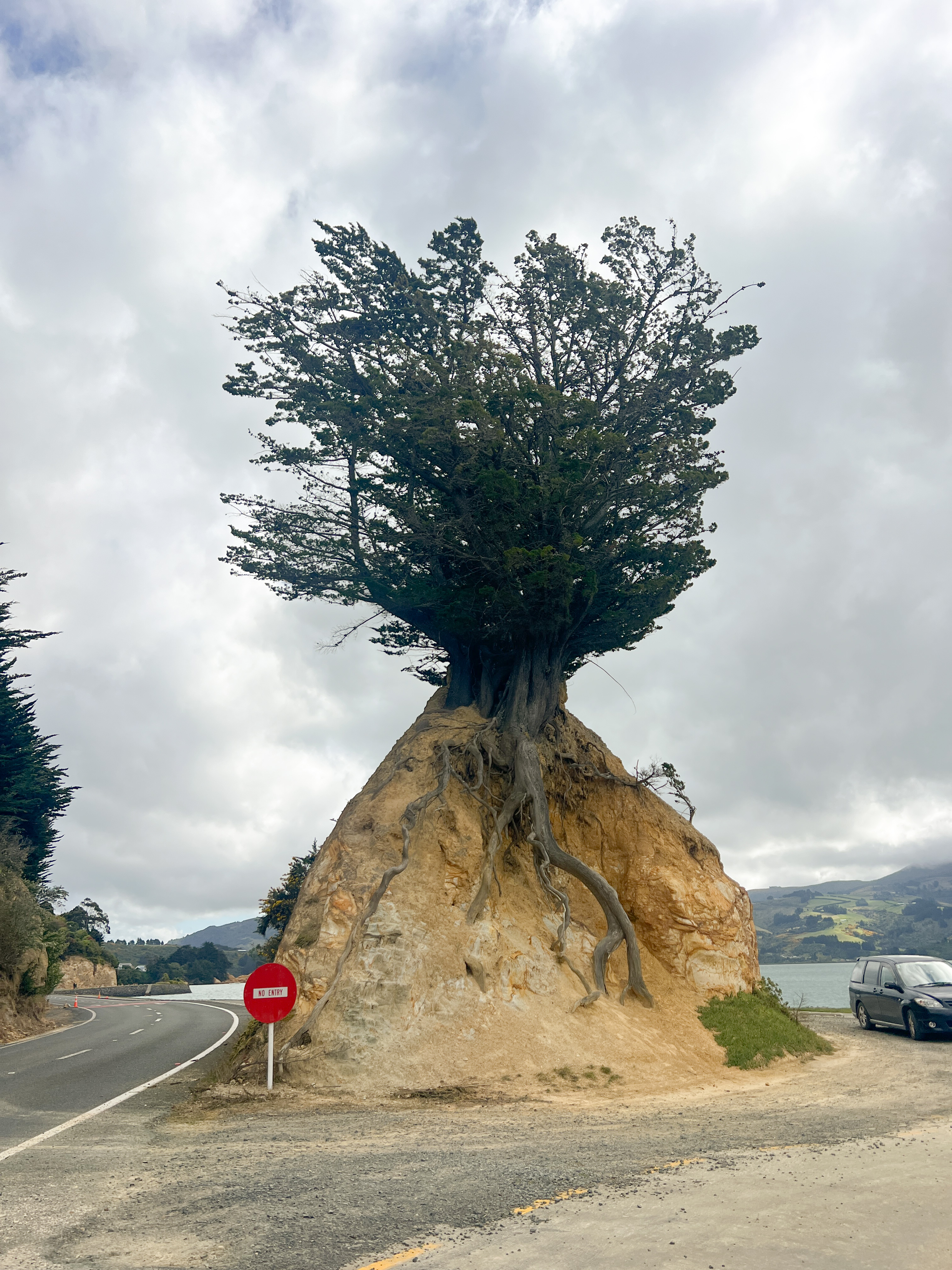 Pineapple Rock: a tree growing straight from limestone by the Otago coast. A symbol of persistence & beauty where rock meets life. 🪨🌱