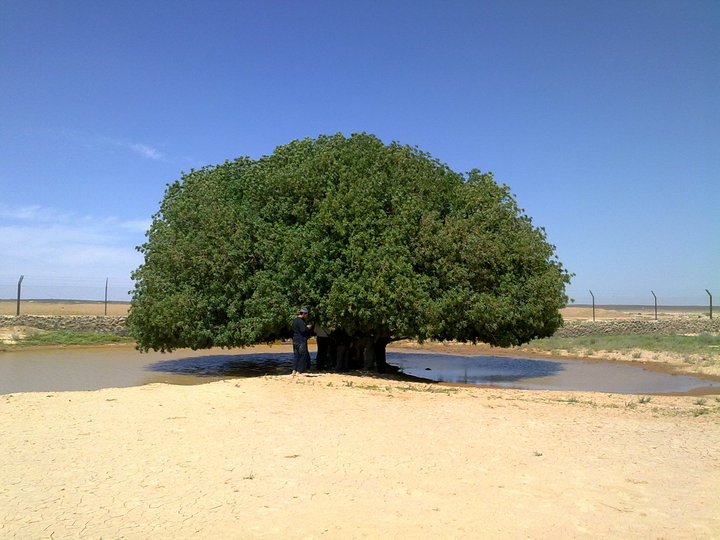 Sahabi Tree