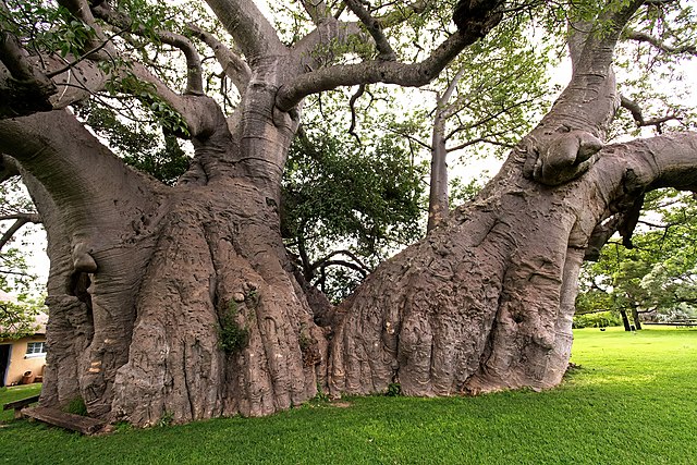 Sunland Baobab – Limpopo, South Africa