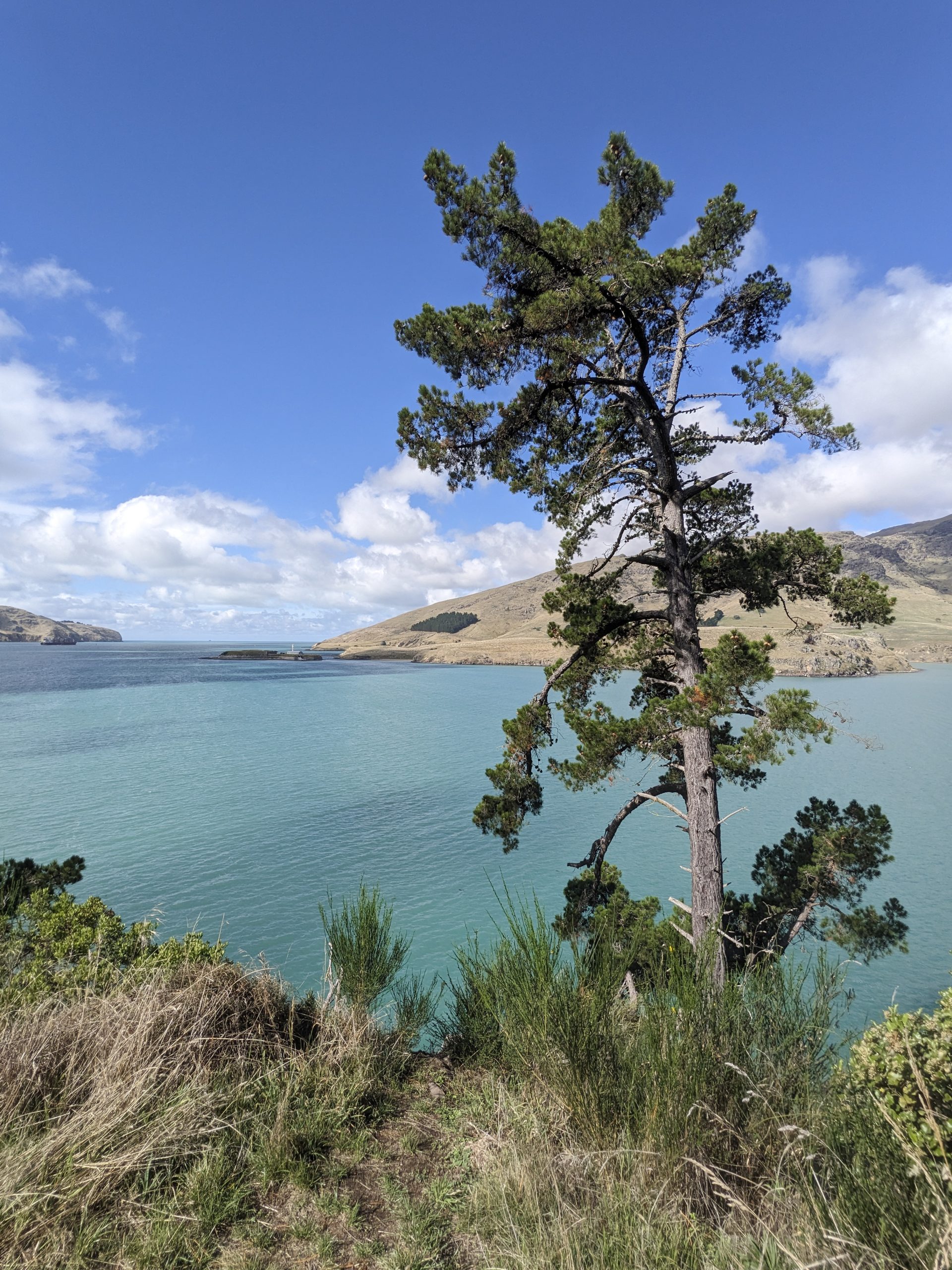 The Lone Cypress of Diamond Harbour