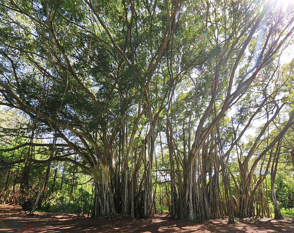 The Turtle Bay Banyan Tree