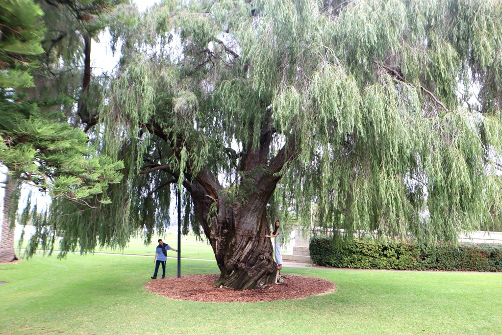 The Whomping Willow of Western Australia