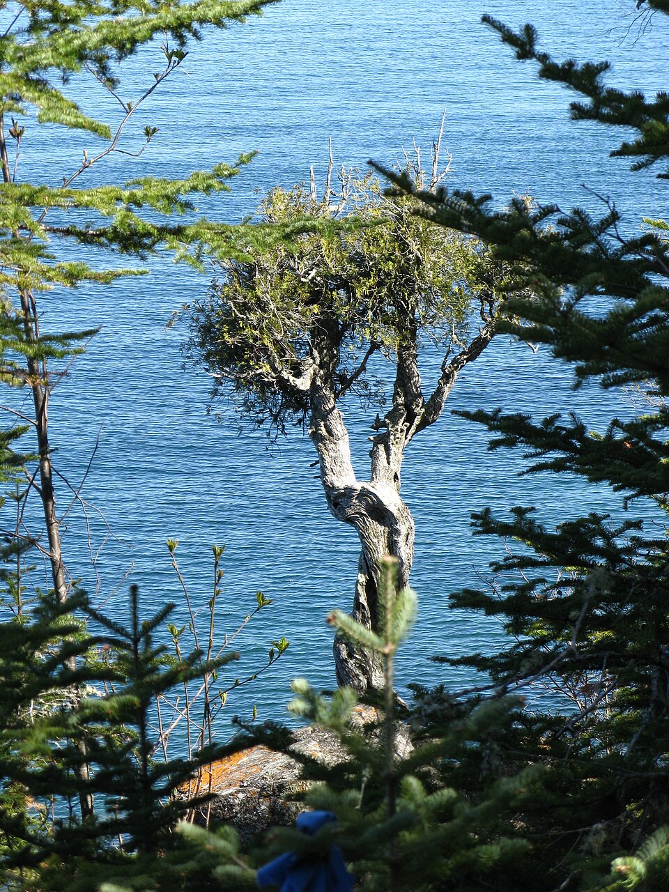 The Witch Tree
