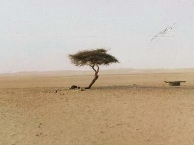 Tree of Ténéré – Niger (Historical)