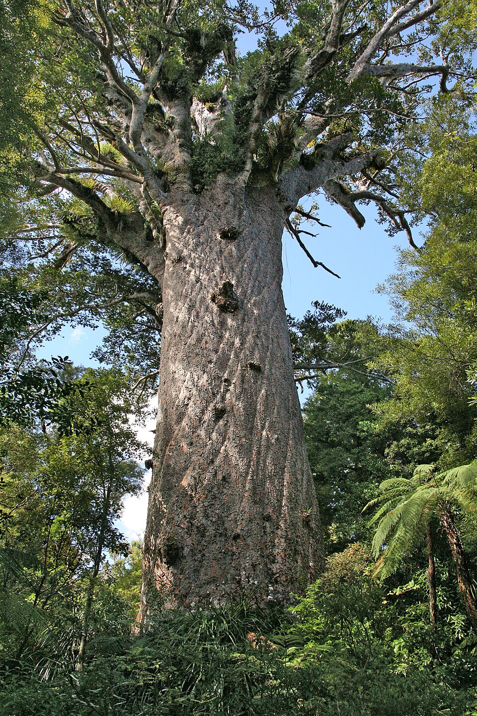 Tane Mahuta - The Lord of the Forest