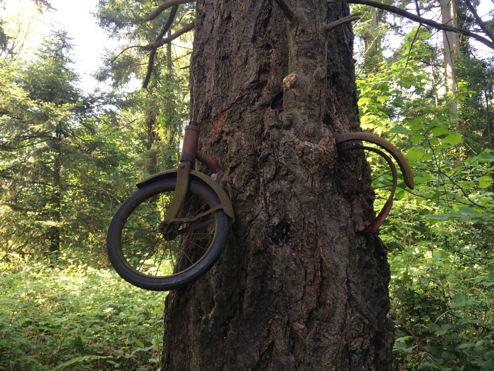 A 1950s bicycle, cradled seven feet high by a tree’s embrace, redefines solitude with a quirky tale of time, loss, and nature’s artistry on Washington’s Vashon Island.