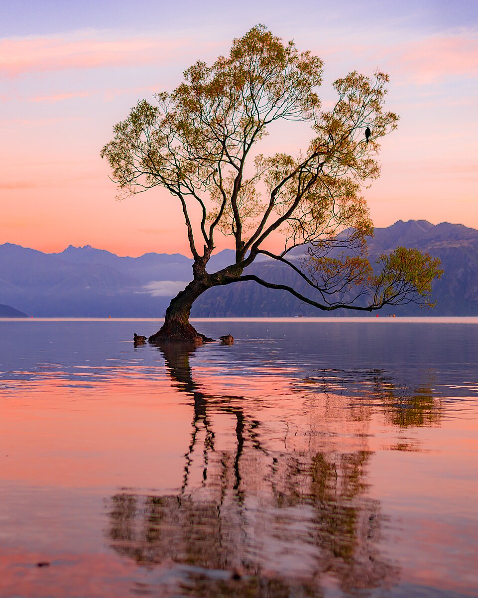 Wanaka Tree – New Zealand